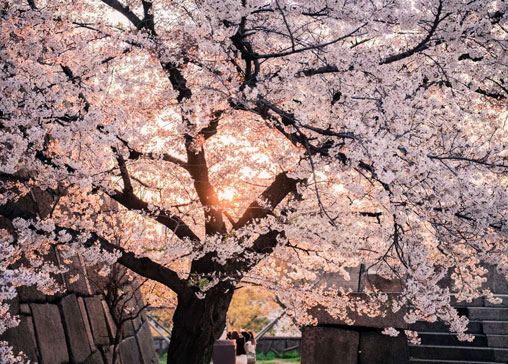 Blühender Kirschbaum